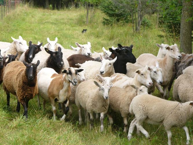 Mixed flock of sheep treks pasture