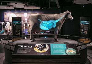 Dairy cow exhibit