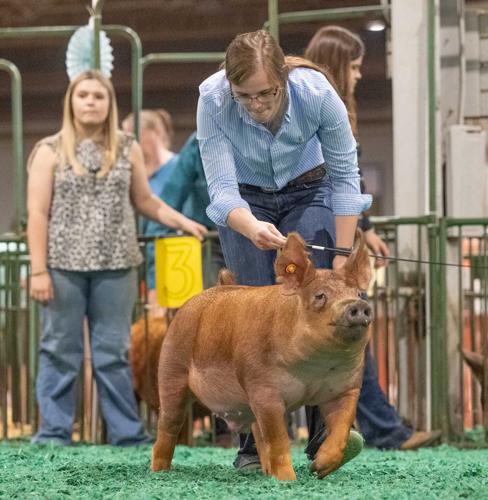 Rachel-Grimes-3 showing pig