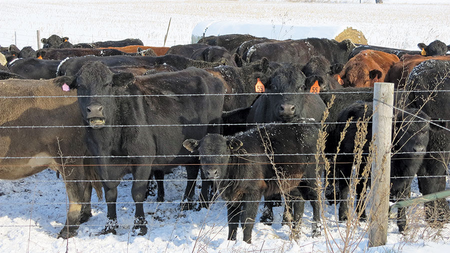 Winter cattle