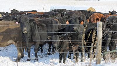 Winter cattle