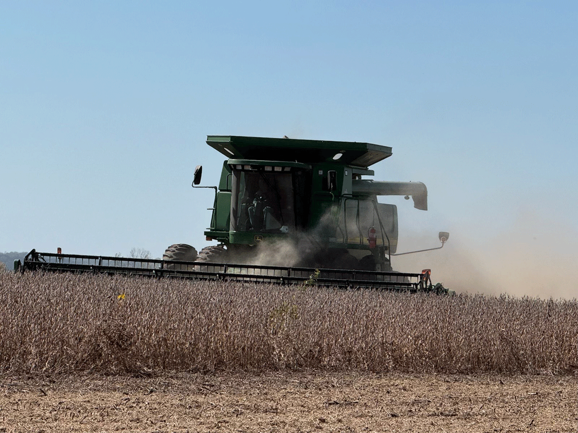 soybean harvest