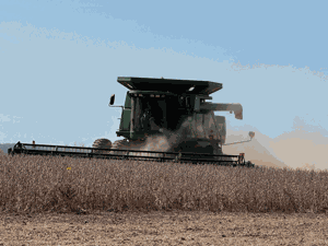 ‘Just too wet’ for good bean yields in southern Iowa