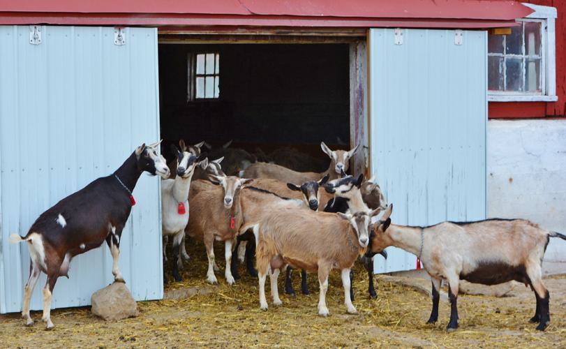 Goats in barn