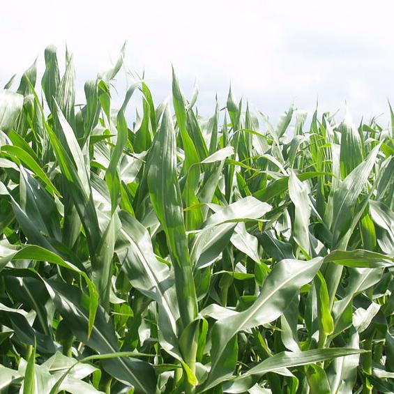 Grasshoppers in corn