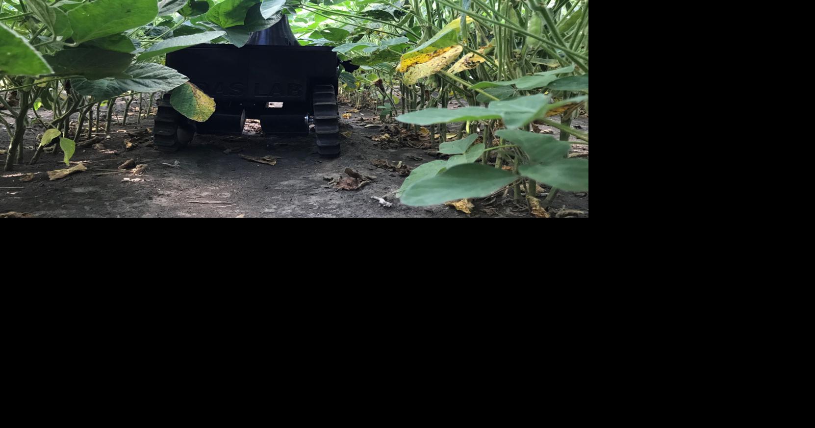 Autonomous robot works plant canopy