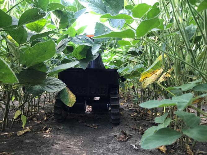 TerraSentia in soybean field