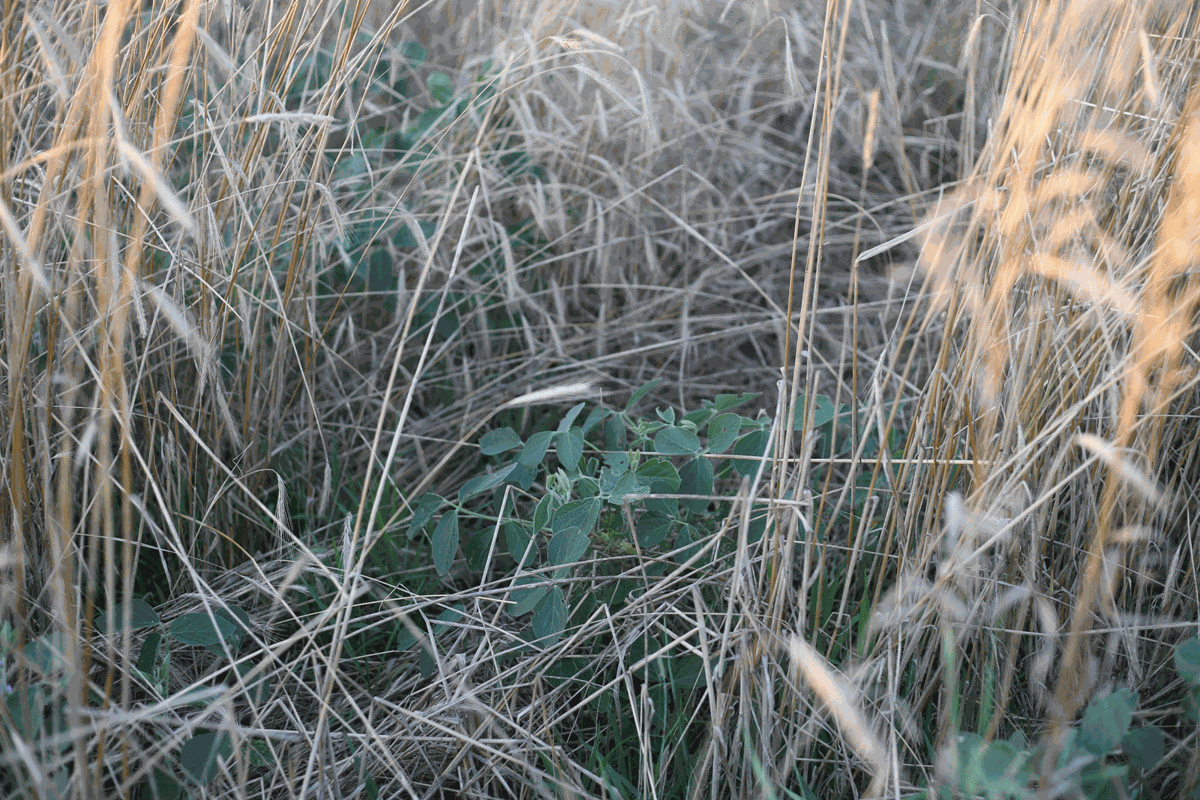 cover crops