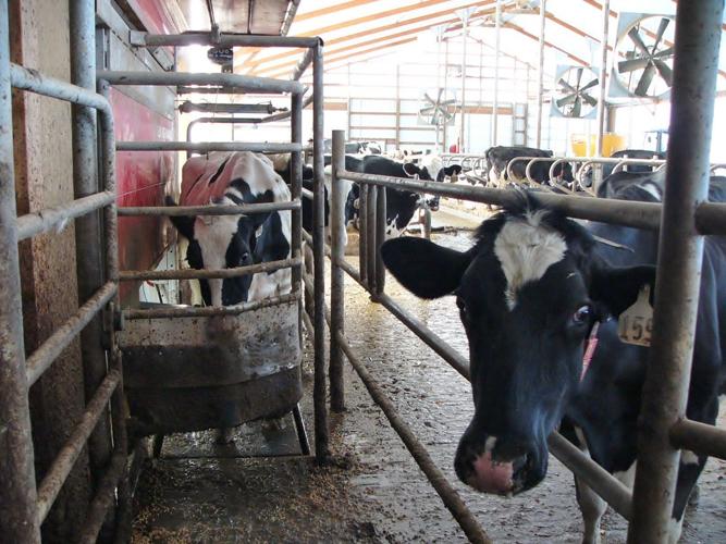 Cows visit robots on their own