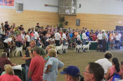 4-H Meat Class showmanship in AgStar Arena, MN State Fair 2013