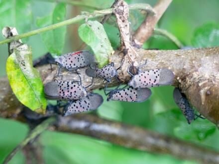 Spotted lanternfly