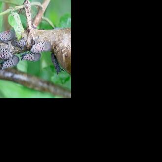 Spotted lanternfly