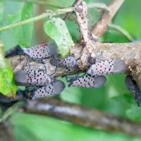 Spotted lanternfly