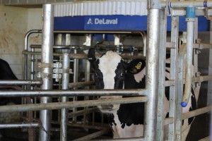 Cow in DeLaval robotic system