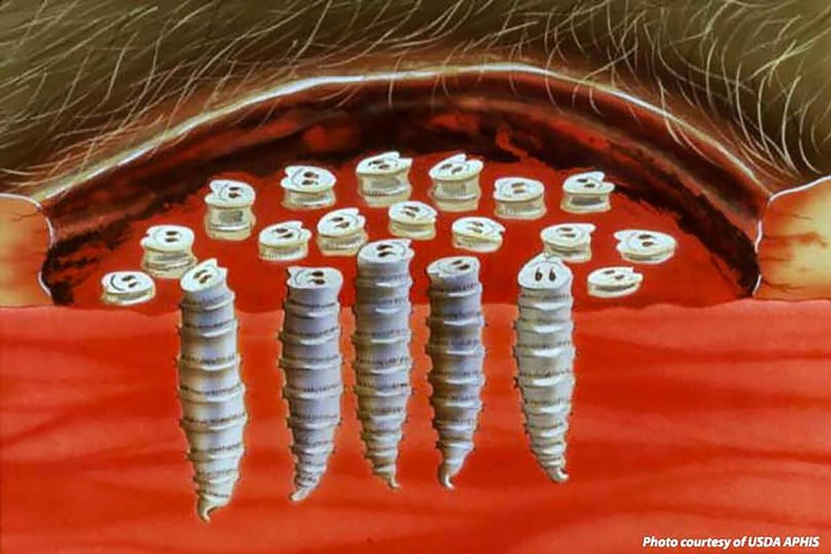 Screwworm larvae