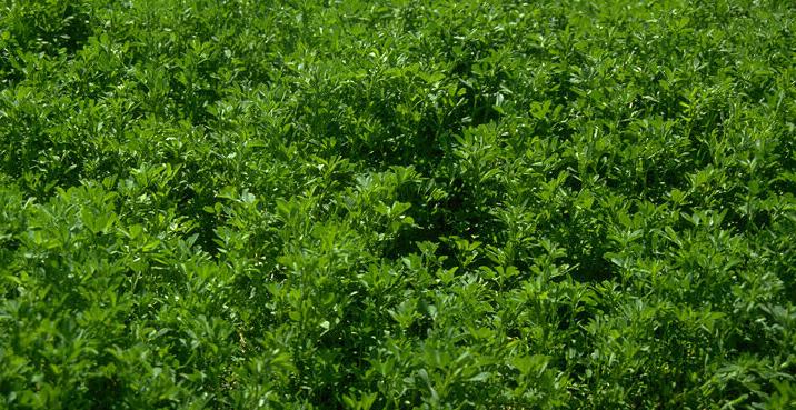Alfalfa