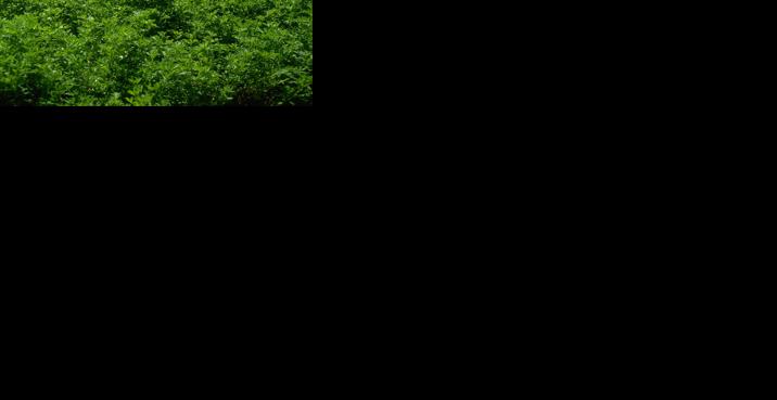 Producers should have late-season alfalfa management plan