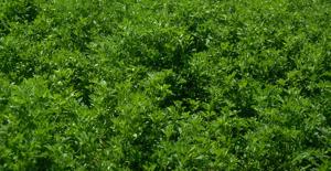 Producers should have late-season alfalfa management plan