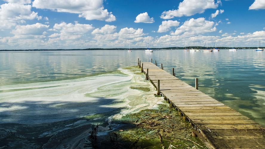 Blue-green algae on Lake Mendota