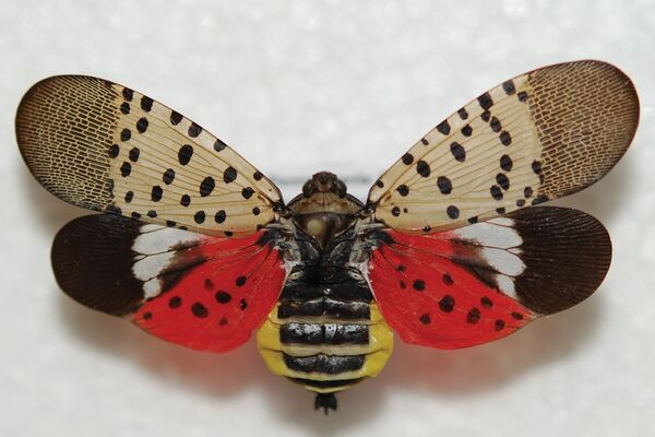 Spotted lanternfly