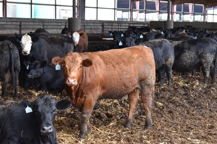 Cattle numbers 4.jpg