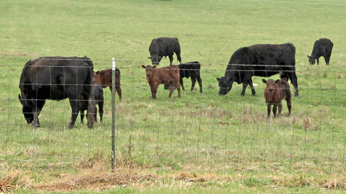 Cattle in late summer pasture