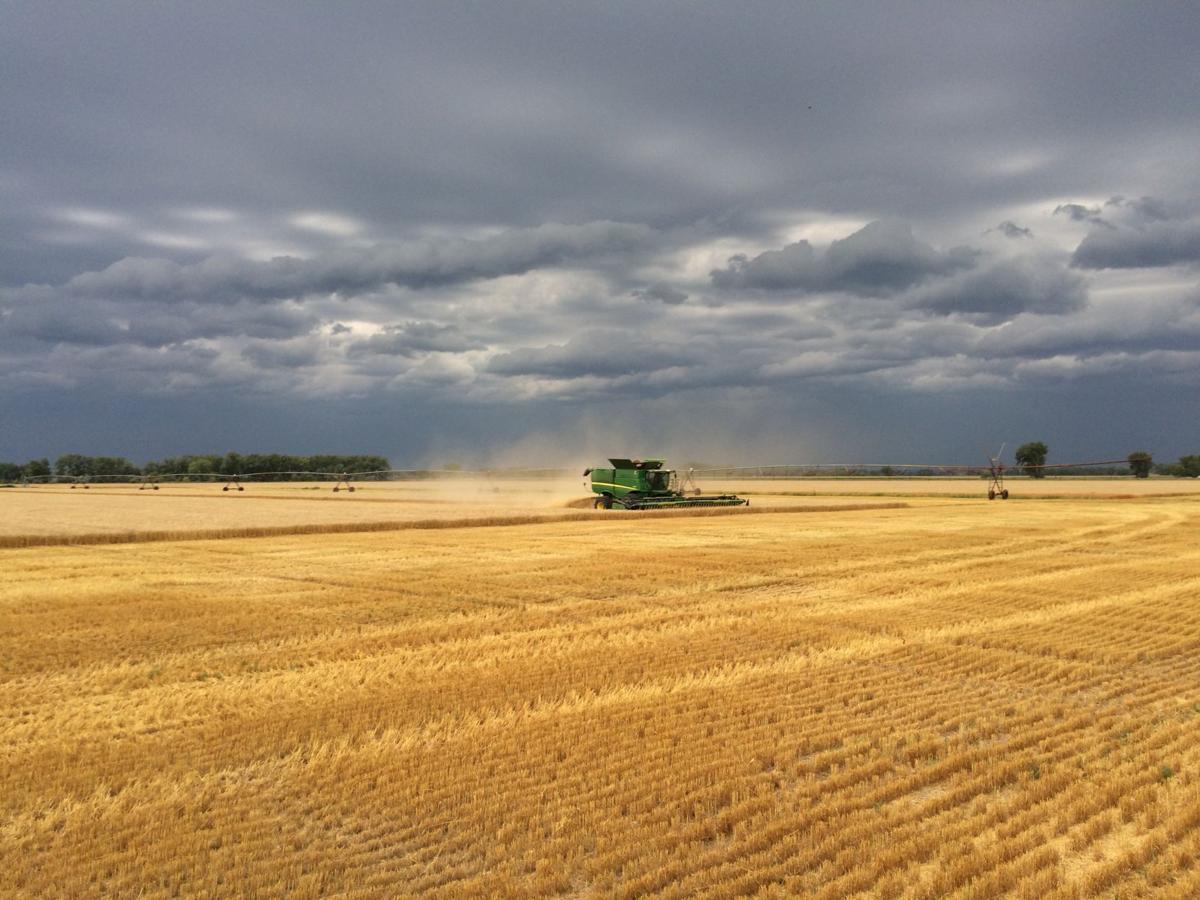 Wheat Contest Requires Productive Varieties Plentiful Inputs And
