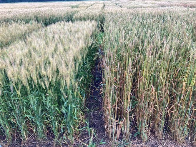 Crop Improvement Association (17).JPG