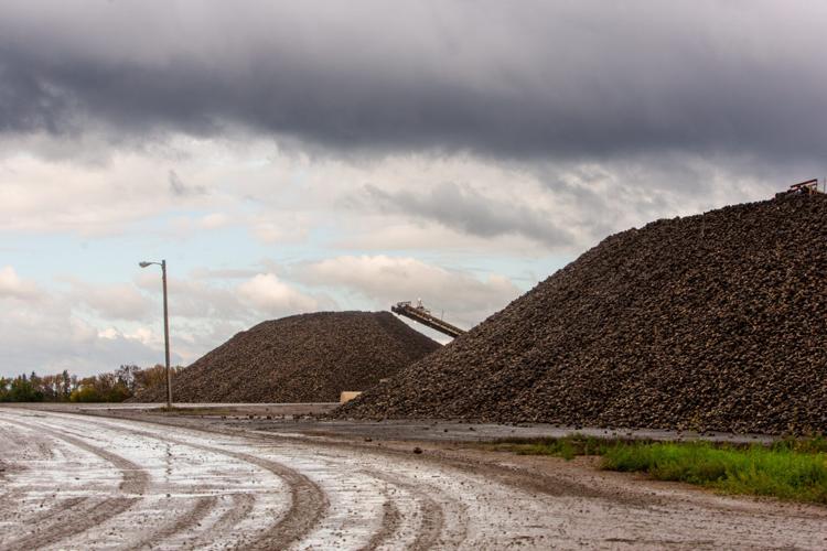 MN Sugar beets 8.jpg