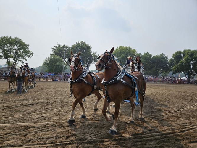 CCF Horses 2.jpg