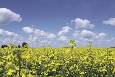 InVigor canola hybrids