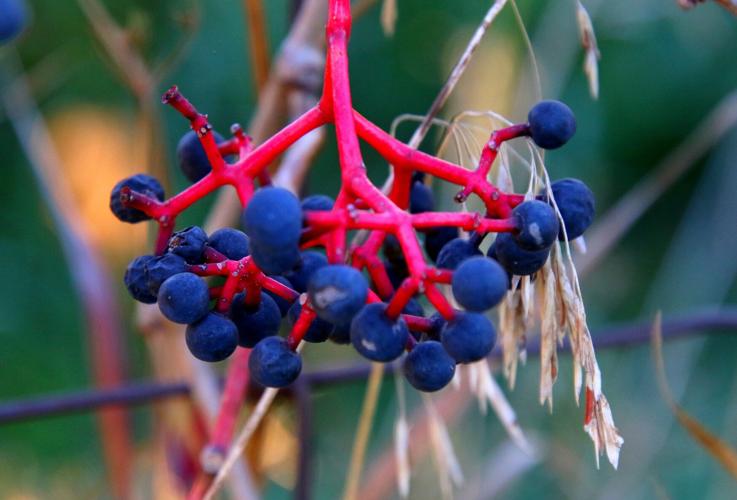 Berries
