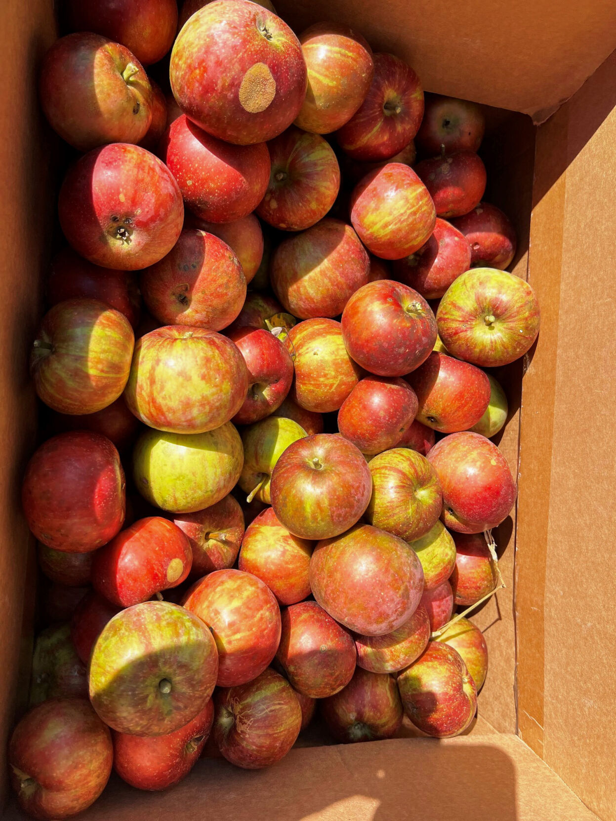 Apples