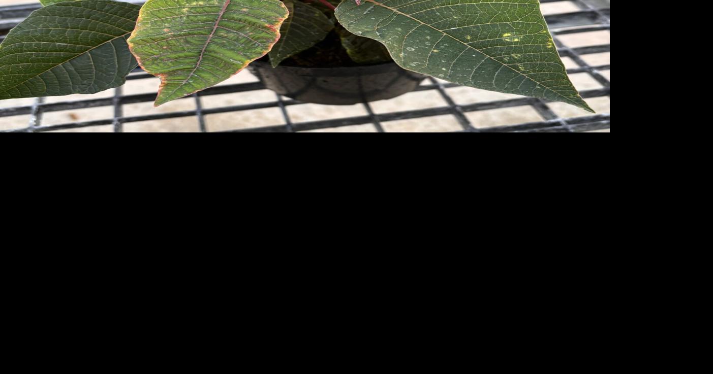Greenhouse growing at Bayard FFA