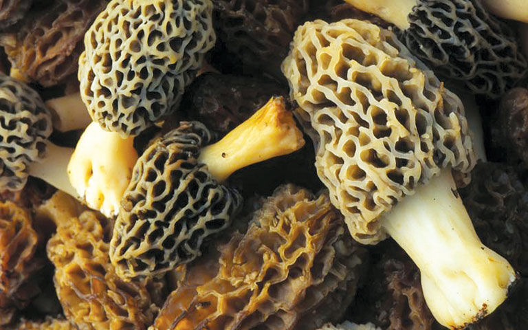 morel mushrooms 2