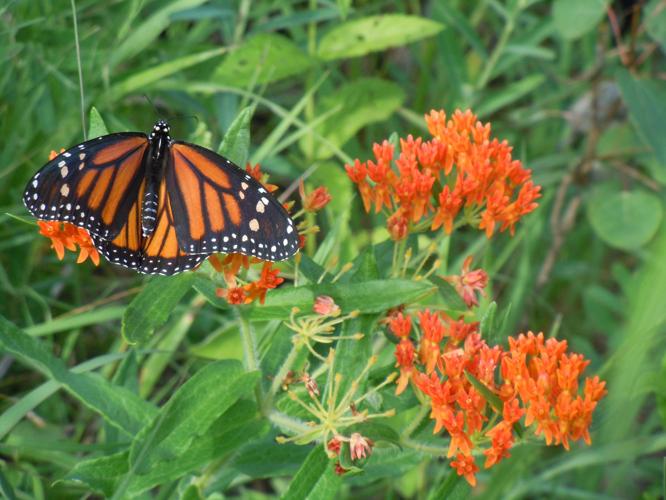 Monarch butterfly on butterfly weed