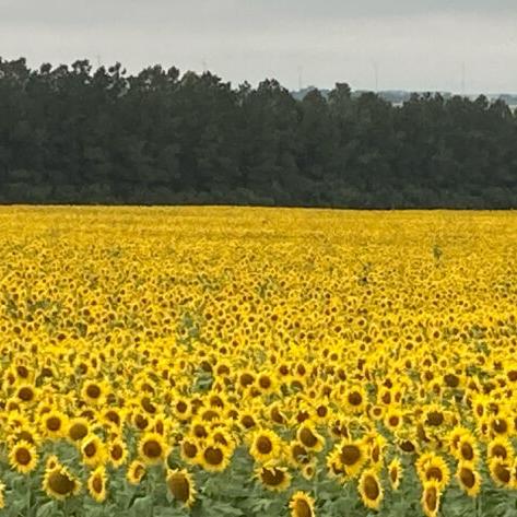 Sunflower in 2025