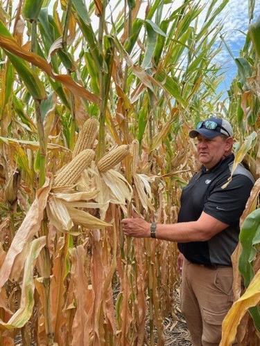 Food grade corn 1.jpg