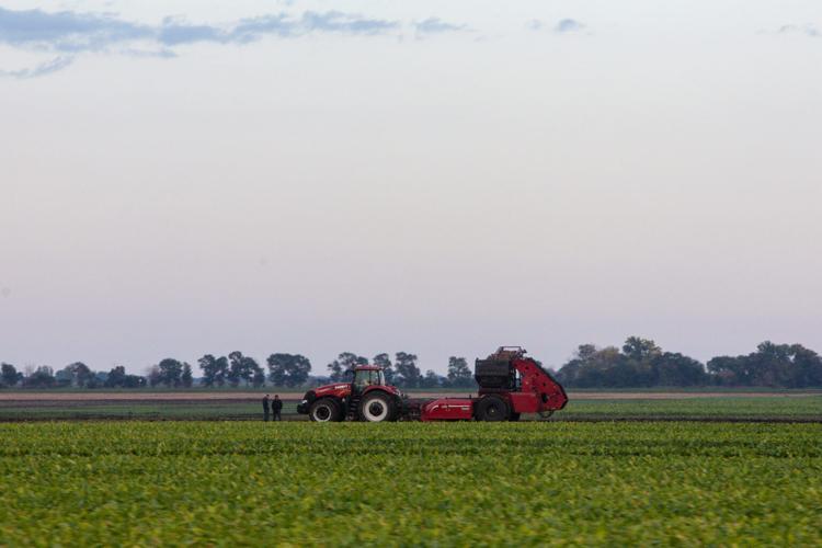 MN Sugar beets 11.jpg