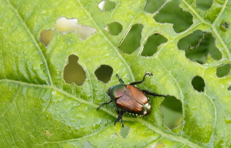 Japanese beetle