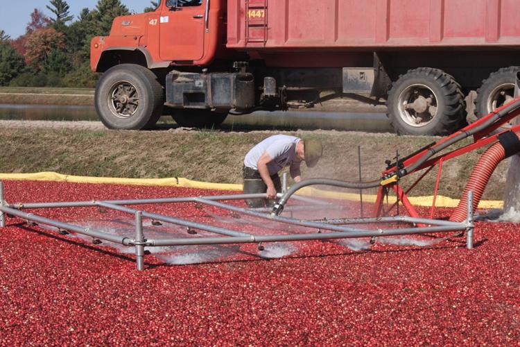 Cranberry harvest