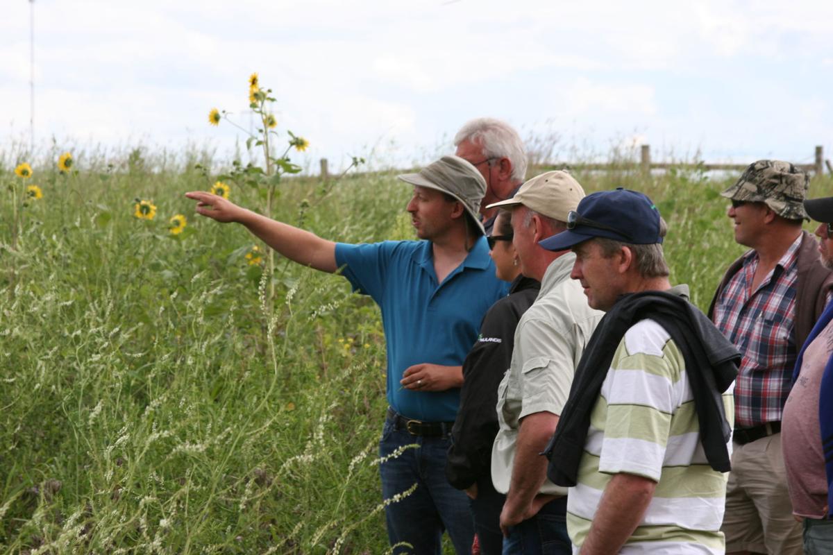 Blue Dasher field day