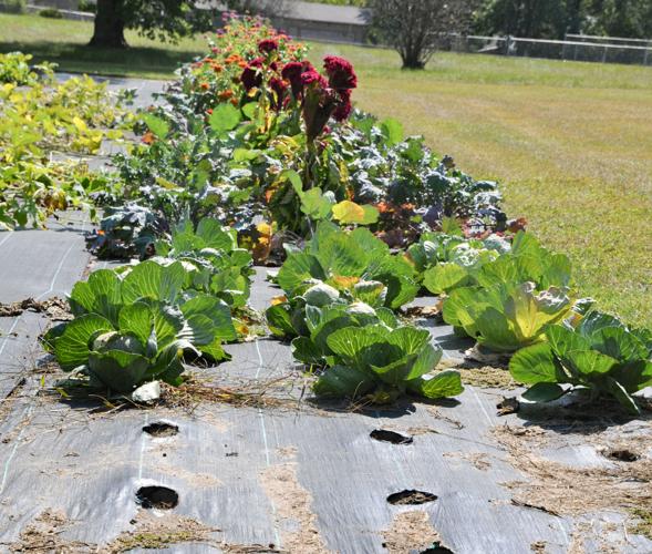 Underlayment in garden