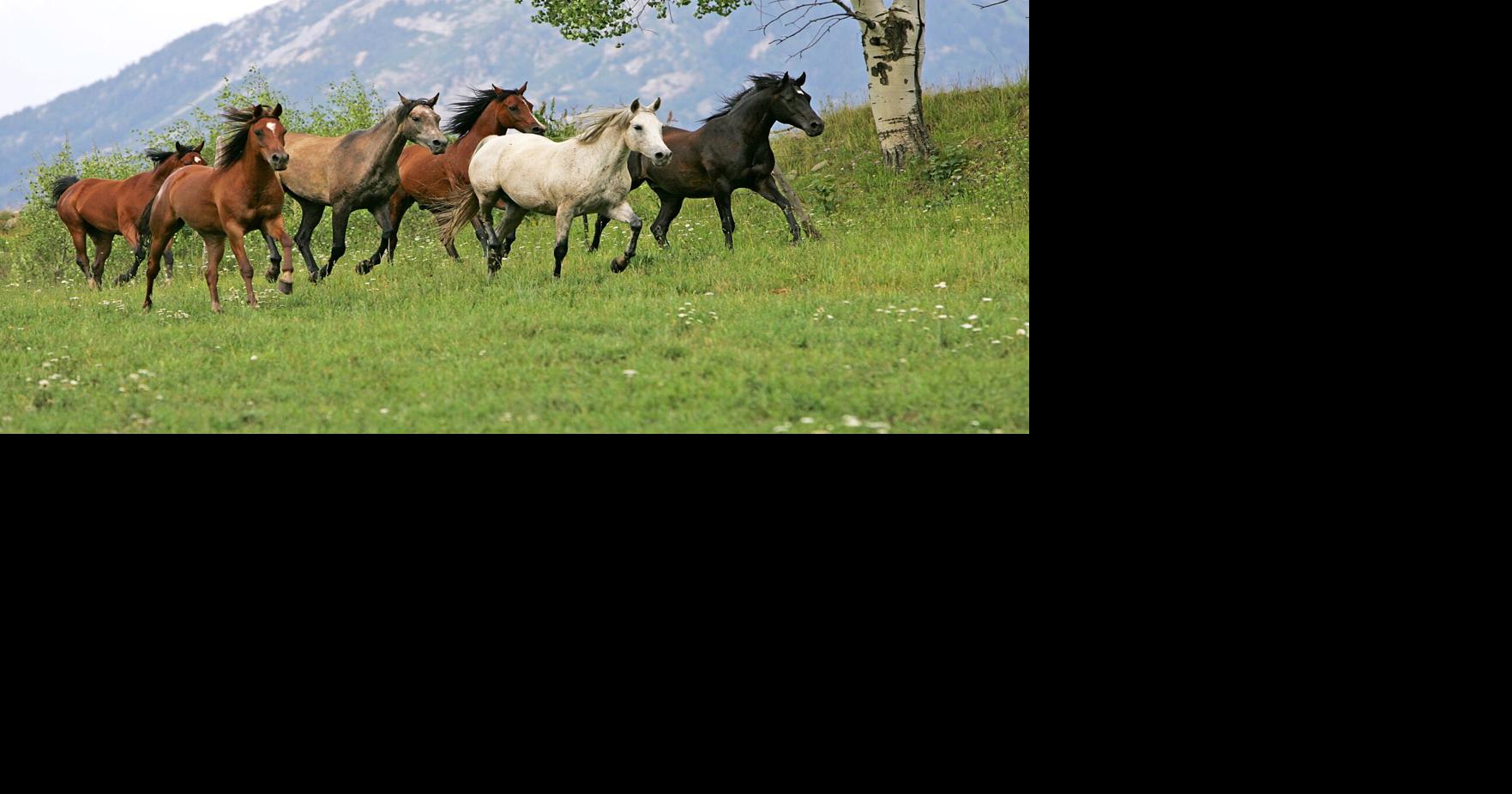 4 Arabiansinmeadow courtesy aha.jpeg