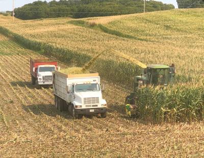 Silage chopping