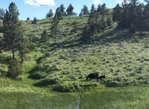 Families work together at Larsen Ranch Angus