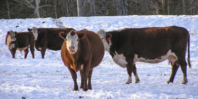 Beef cattle in field