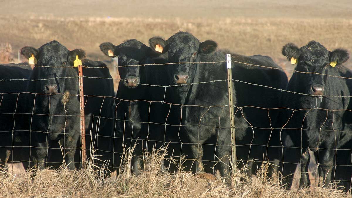 Cattle at fence