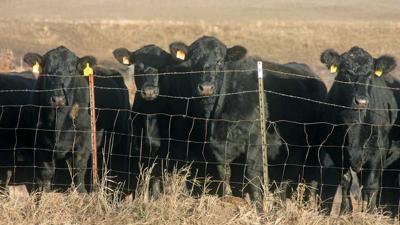 Cattle at fence