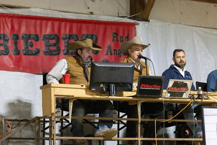 Video bull sales 1.jpg